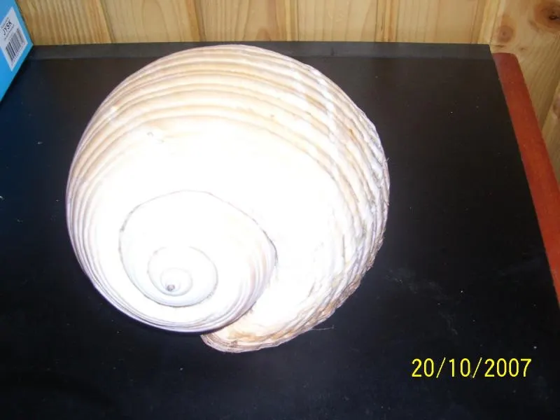 Ulita